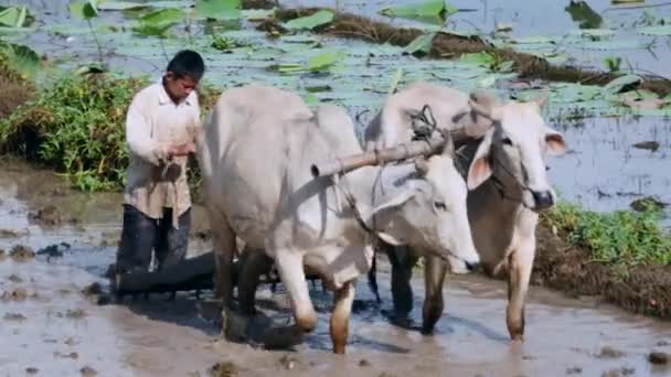 Close Farmer Plowing Paddy Field Couple Zebus Lotus Field Background — Stock Video