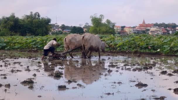 Agricoltore Arare Risaia Con Paio Zebus Campo Lotus Sullo Sfondo — Video Stock