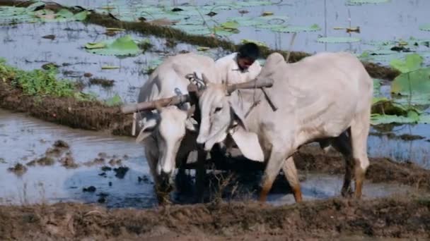 Close Farmer Plowing Paddy Field Couple Zebus Lotus Field Background — Stock Video