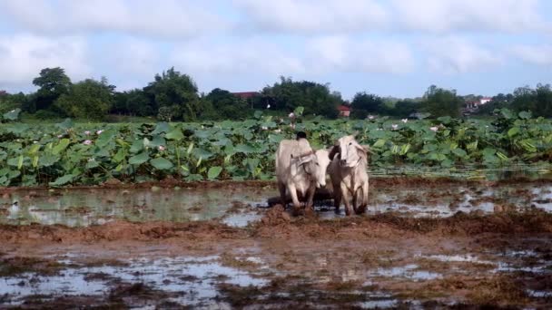 Agricultor Arar Arrozal Campo Com Par Zebus Campo Lótus Segundo — Vídeo de Stock