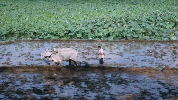 Zebus のカップルと水田を耕す農夫 バック グラウンドでの蓮畑 — ストック動画