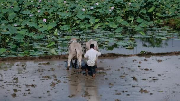 Agricoltore Arare Risaia Con Paio Zebus Campo Lotus Sullo Sfondo — Video Stock