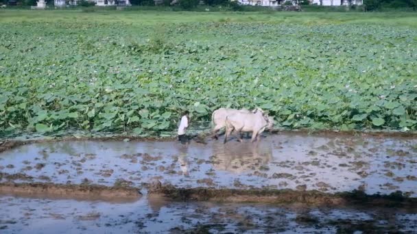 Agricoltore Arare Risaia Con Paio Zebus Campo Lotus Sullo Sfondo — Video Stock