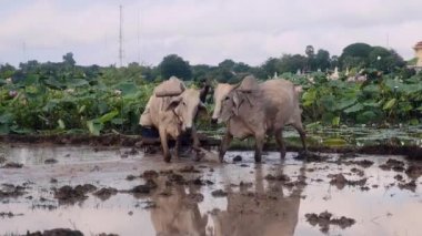 paddy tarlayı zebus birkaç çiftçi üzerinde kapatın. Lotus alanı içinde belgili tanımlık geçmiş