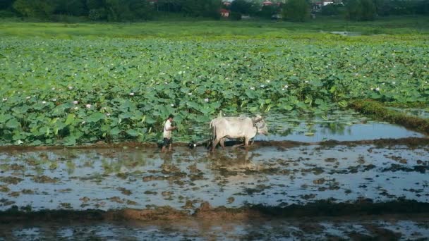 Agricoltore Arare Risaia Con Paio Zebus Campo Lotus Sullo Sfondo — Video Stock