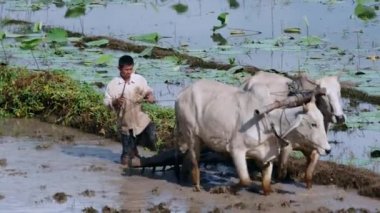 paddy tarlayı zebus birkaç çiftçi üzerinde kapatın. Lotus alanı içinde belgili tanımlık geçmiş