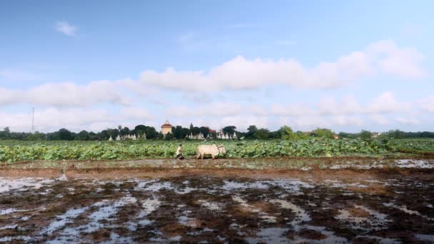 农民犁稻田与一对夫妇的 Zebus 背景莲花场 — 图库视频影像