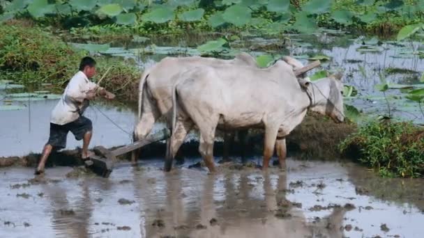 Zamknąć Farmer Plowing Pola Ryżowego Kilku Zebus Pola Programu Lotus — Wideo stockowe