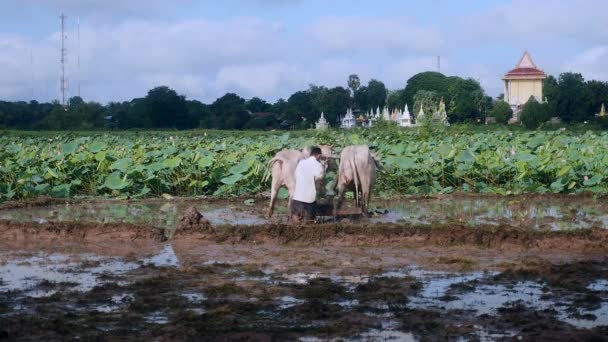 Mezőgazdasági Termelő Szántás Rizsföld Egy Pár Zebukkal Lotus Mező Háttérben — Stock videók