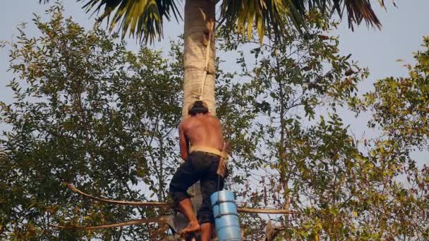 トディ タッパー ヤシの樹液を収集するためにヤシの木を登る — ストック動画