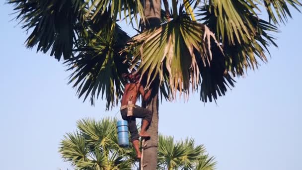 Grok Tapper Klimmen Een Palmboom Voor Het Verzamelen Van Sap — Stockvideo