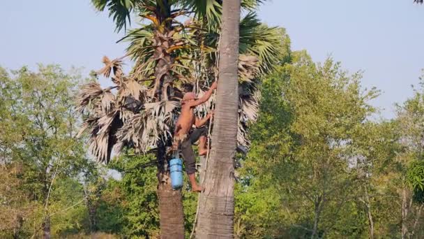 Toddy Tapper Trepando Una Palmera Para Recoger Savia Palma — Vídeo de stock