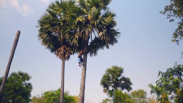 Toddy Tapper Subindo Uma Palmeira Após Seiva Palmeira Colhida — Vídeo de Stock