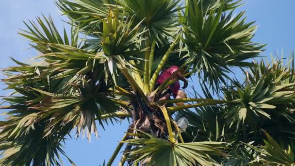 Üstünde Tepe Palmiye Ağacı Palmiye Sap Toplama Toddy Uzantılar Yakın — Stok video