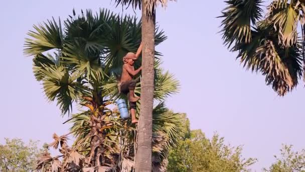 Toddy Tapper Bajando Por Una Palmera Después Cosechar Savia Palma — Vídeos de Stock