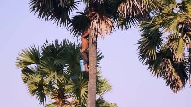 Toddy Tapper Bajando Por Una Palmera Después Cosechar Savia Palma — Vídeos de Stock