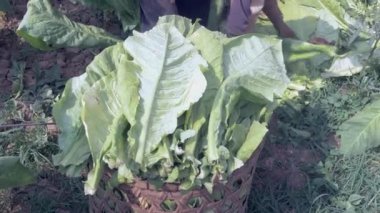 Bir çiftçinin hasat tütün bambu sepet yükleme ve bullock sepetine taşıyan yakın çekim