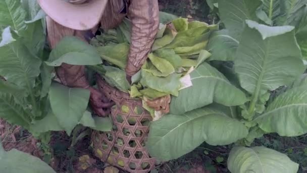 Close Farmer Loading Bamboo Basket Harvested Tobacco Leaves Carrying Bullock — Stock Video