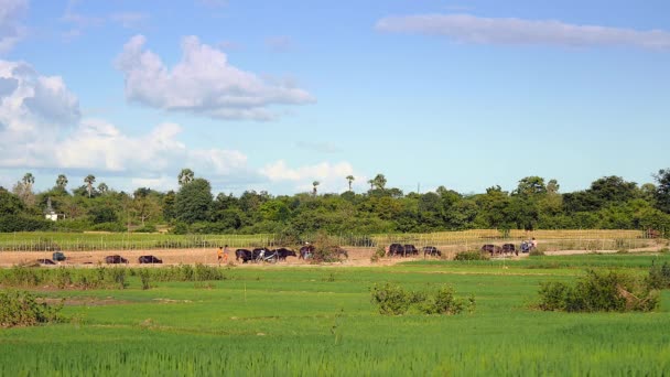 在晴朗的天空下 风吹过绿色的稻田 一群水牛以田野为背景 在小路上行走 — 图库视频影像