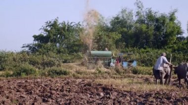 Paddy alan Texas'ın ve arka planda bir makine ile pirinç harman köylüler bir çift ile çiftçilik çiftçi 