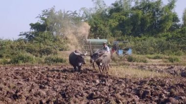 Paddy alan Texas'ın ve arka planda bir makine ile pirinç harman köylüler bir çift ile çiftçilik çiftçi 