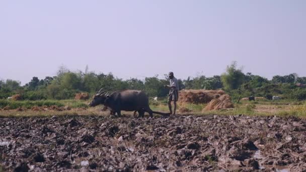 Agricoltore Arare Risaia Con Paio Bufali Contadini Trebbiatura Riso — Video Stock