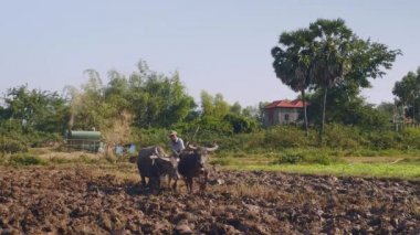  Paddy alan Texas'ın ve arka planda bir makine ile pirinç harman köylüler bir çift ile çiftçilik çiftçi 