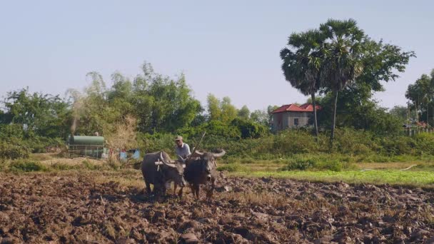 农民耕田与一对水牛和农民打谷水稻与机器的背景下 — 图库视频影像