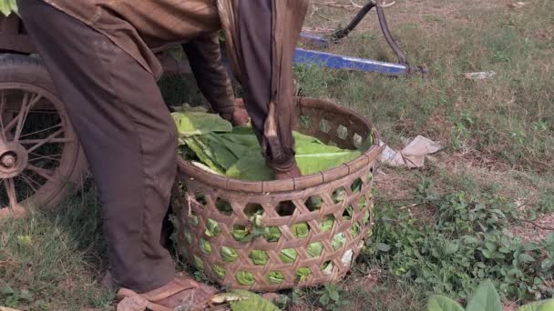 Nahaufnahme Eines Bauern Der Geerntete Tabakblätter Aus Einem Bambuskorb Holt — Stockvideo