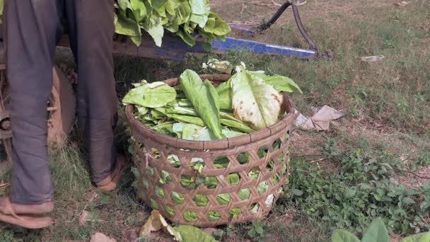 Close Farmer Taking Harvested Tobacco Leaves Out Bamboo Basket Loading — Stock Video