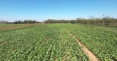 Robot görünüm: açık mavi gökyüzü altında tütün alanları üzerinde uçan düşük