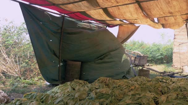 收获的烟叶堆放在地里的避难所下 以收获和运输为背景的木车和竹篮 — 图库视频影像