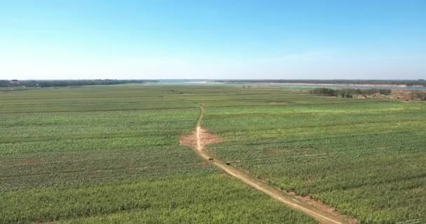 Воздушный Дрон Выстрел Полет Назад Сельской Тропе Через Табачные Поля — стоковое видео