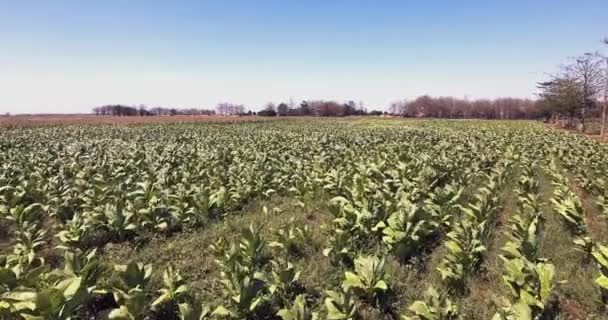 Drone Vista Basso Volare Sopra Campi Tabacco Sotto Cielo Blu — Video Stock