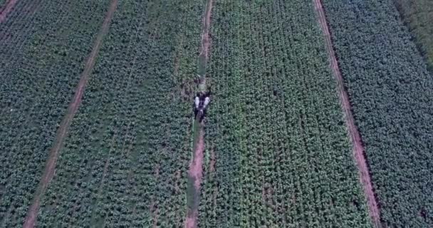 无人机视图旋转农民加载收获的烟叶到一个木车在外地 — 图库视频影像