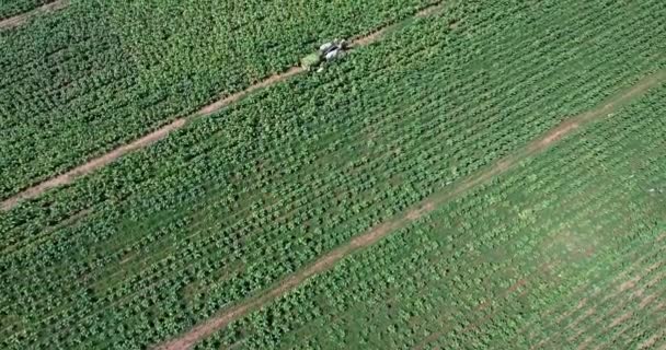 Vue Aérienne Des Agriculteurs Chargeant Les Feuilles Tabac Récoltées Sur — Video