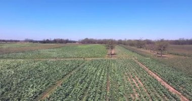  Hava kaymak atış bir toprak yol ile tütün alanlar