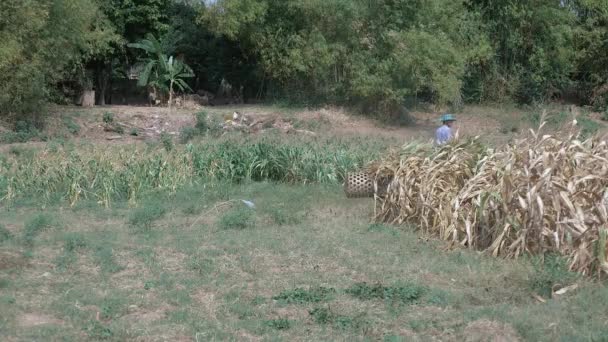 Vista Traseira Agricultor Montando Carrinho Boi Cheio Milho Colhido Plantas — Vídeo de Stock