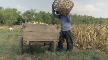 Boşaltma çiftçi hasat bambu sepet mısırdan alanının kenarındaki ahşap sepeti için (yakın )
