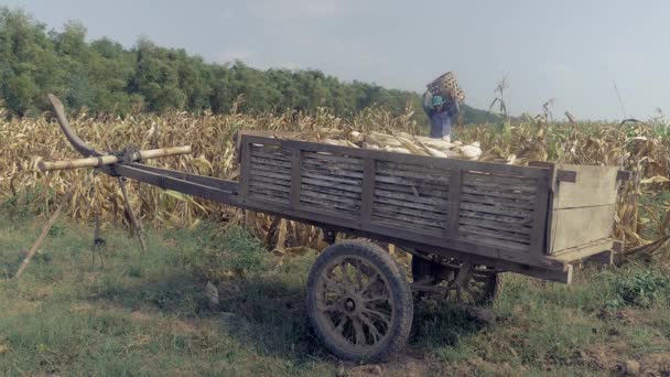 Farmář Uvolňování Sklizené Obilí Bambusového Koše Dřevěný Vozík Okraji Pole — Stock video