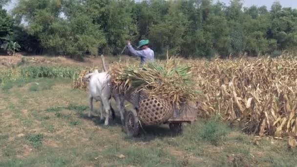 Agricultor Montando Carrinho Boi Cheio Milho Colhido Plantas Milho Campo — Vídeo de Stock