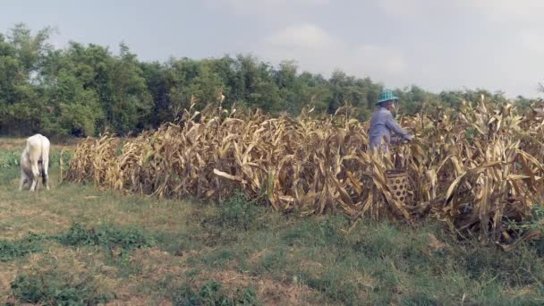 Farmer Picking Corn Hand Throwing Bamboo Basket White Cow Side — Stock Video