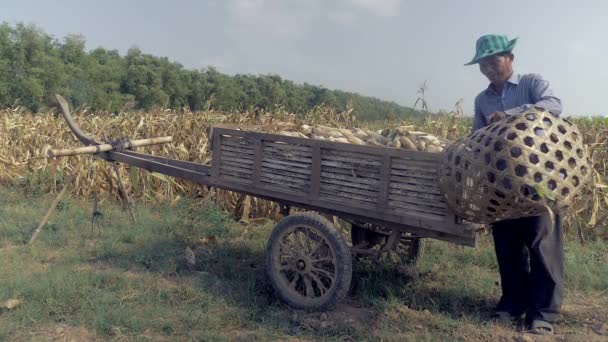 Landwirt Befestigt Bambuskorb Holzkarren Mit Maisfrüchten Feldrand Nahaufnahme — Stockvideo