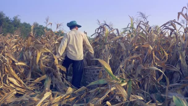 Agriculteur Cueillant Maïs Main Jetant Dans Panier Bambou — Video