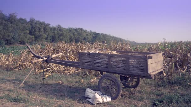 Farmer Harvesting Corn Field Wooden Cart Filled Corn Plants Foreground — Stock Video