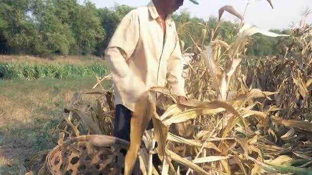 Farmer Picking Corn Hand Throwing Bamboo Basket — Stock Video