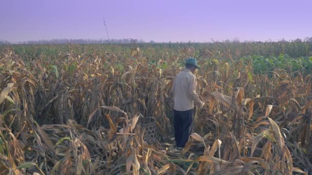 Petani Memetik Jagung Dengan Tangan Dan Melemparkannya Dalam Keranjang Bambu — Stok Video