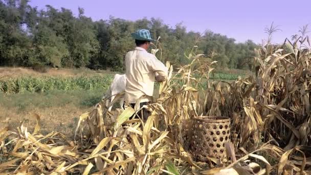 Bauer Pflückt Mais Von Hand Und Wirft Ihn Einen Bambuskorb — Stockvideo