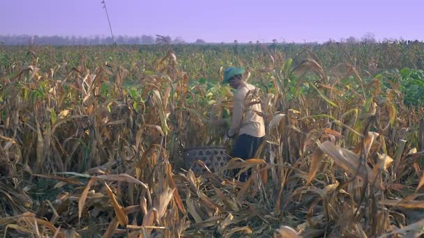 Agricultor Pegar Milho Mão Jogá Uma Cesta Bambu — Vídeo de Stock