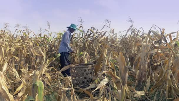 Αγρότης Μάζεμα Χέρι Καλαμπόκι Και Ρίχνουν Στο Καλάθι Από Μπαμπού — Αρχείο Βίντεο